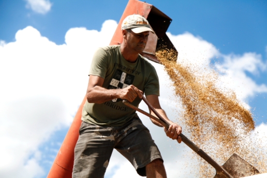 Cresce 20% ao ano a produção de arroz sem agrotóxicos em assentamentos 