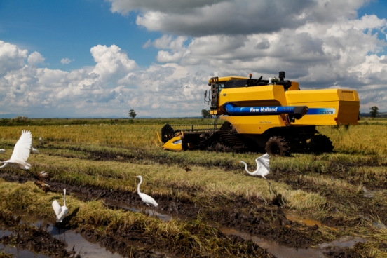 Cresce 20% ao ano a produção de arroz sem agrotóxicos em assentamentos