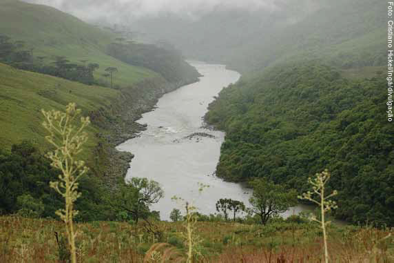 Trecho do Rio Pelotas que ficará submerso abriga espécies ameaçadas