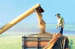 Safra de grãos 2014/2015 deve atingir 202,18 milhões de toneladas, aumento de 4,5%; e área plantada cresceu 1,3%