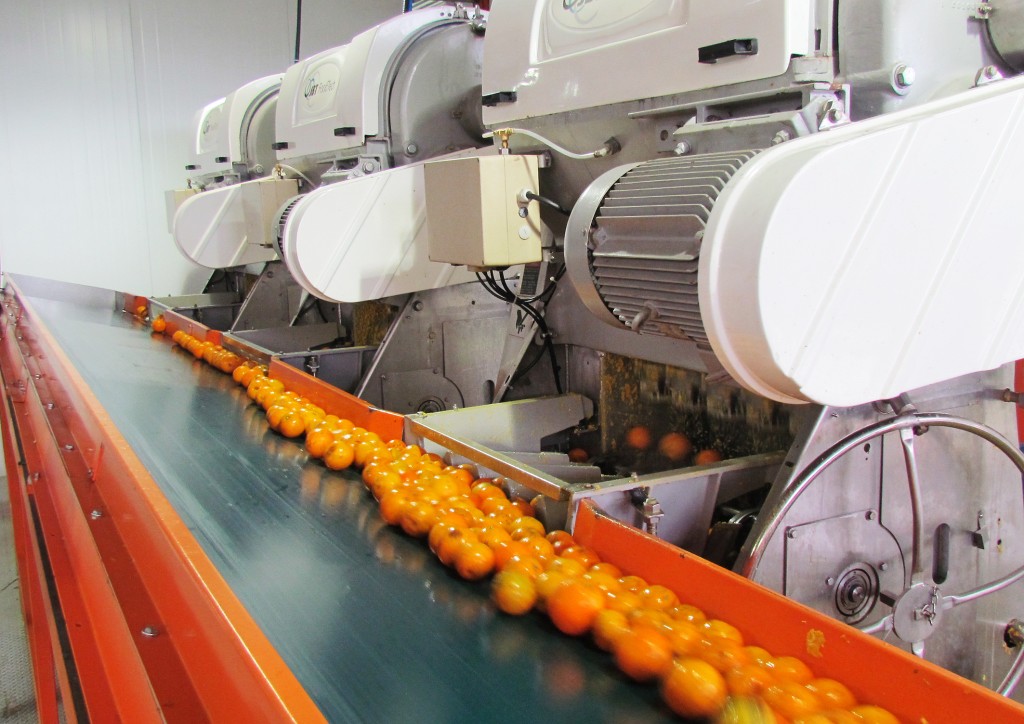 No Brasil, a laranja orgânica ainda tem pouca procura dos consumidores, levando os produtores a exportarem para Europa