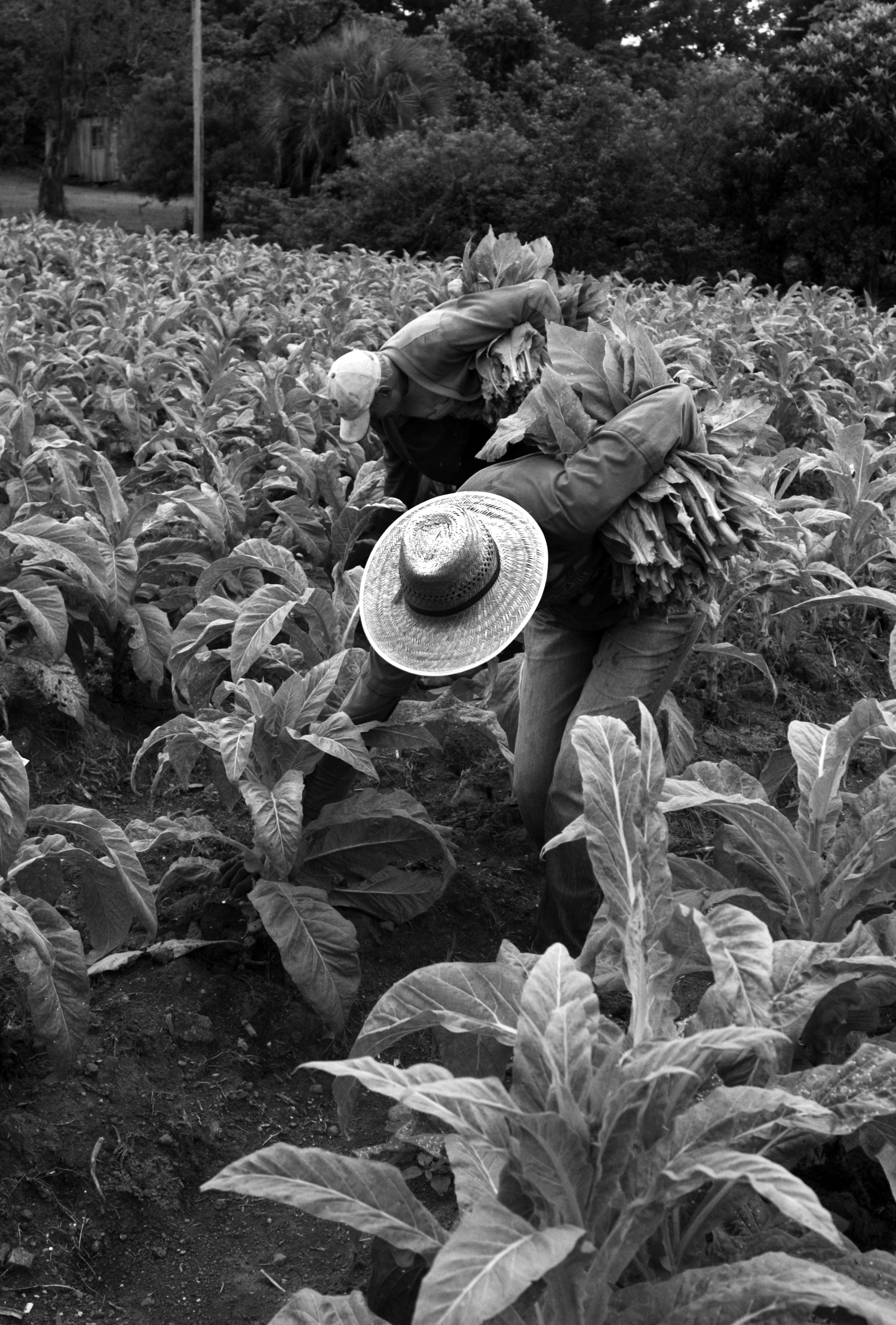  80% das famílias produzem tabaco na região