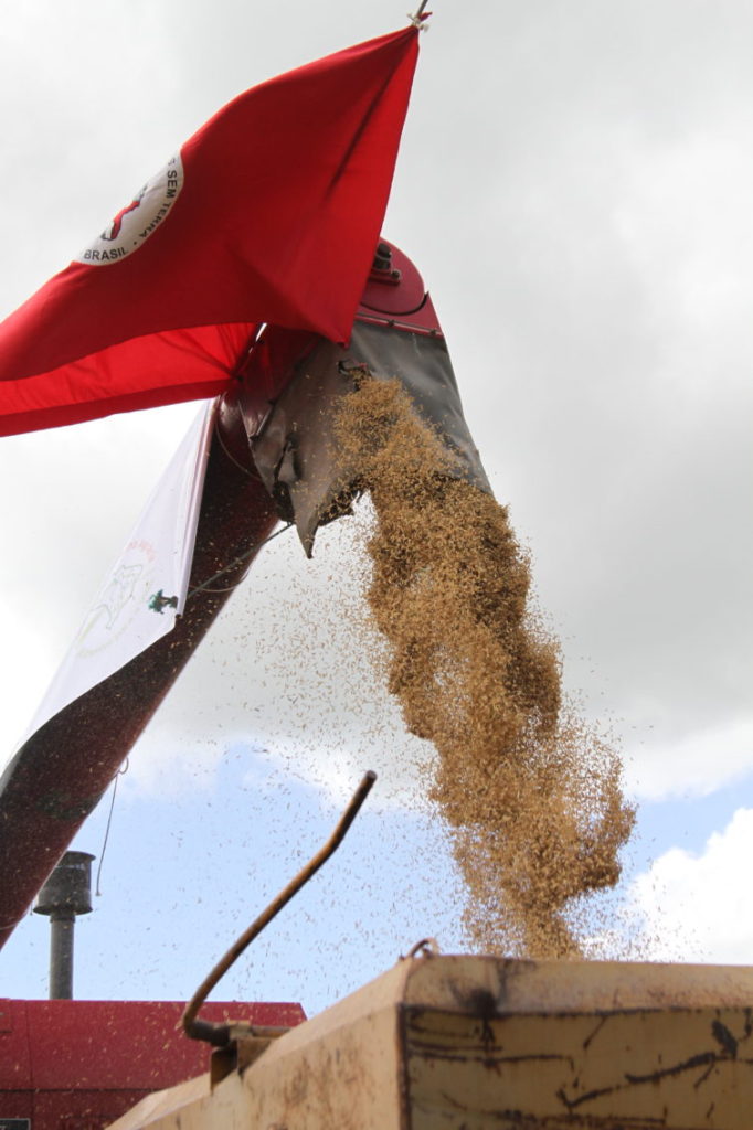 MST colheu 27 mil toneladas de arroz sem veneno
