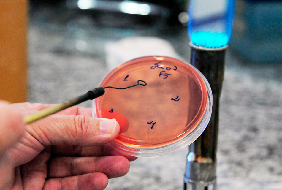 Cultura da bactéria Shigella sonnei, em laboratório no Instituto de Biologia (IB) da Unicamp