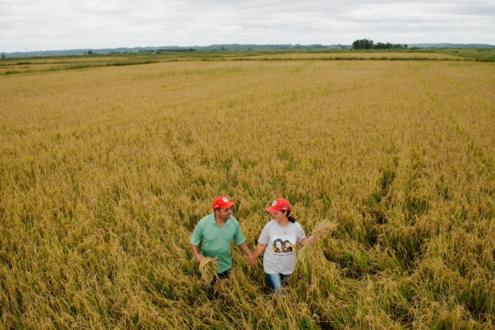 Atualmente, 15 assentamentos cultivam arroz orgânico, em 13 municípios gaúchos