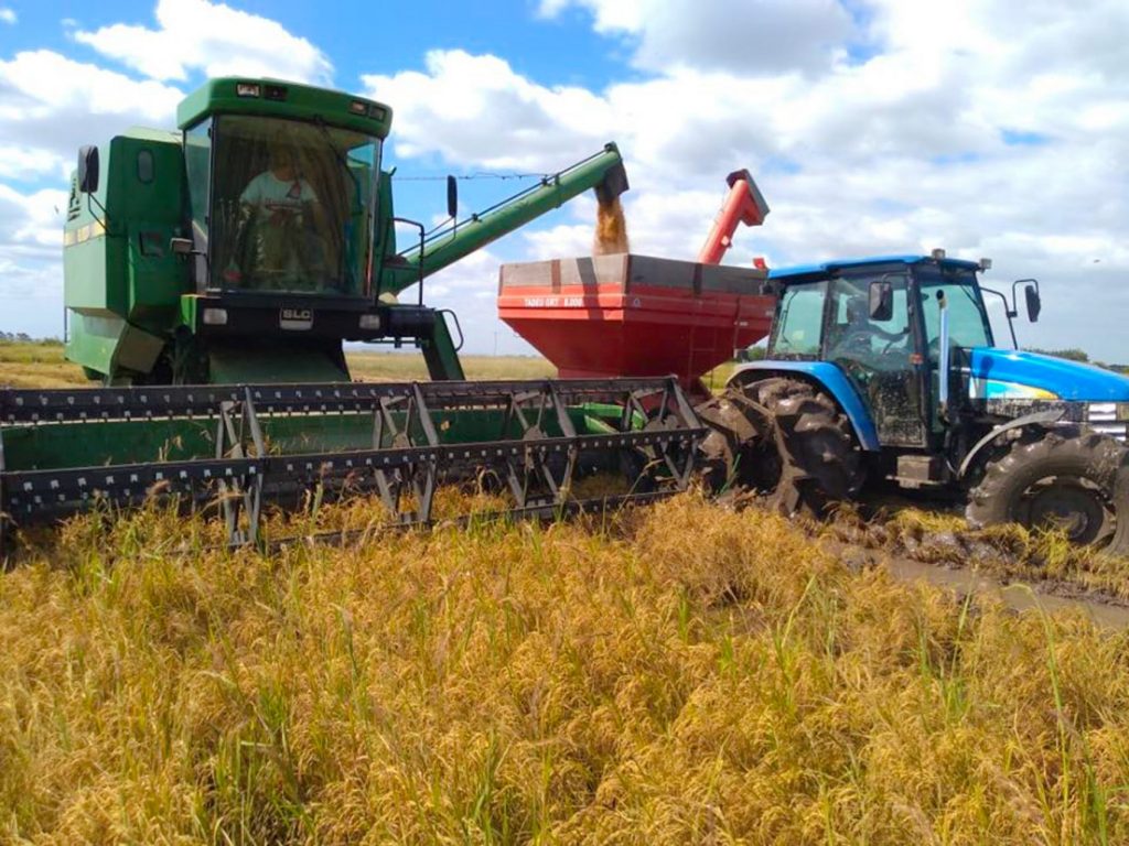 Segundo dados do Irga, o Movimento dos Trabalhadores Rurais Sem Terra está na posição de maior produtor de arroz orgânico da América Latina.