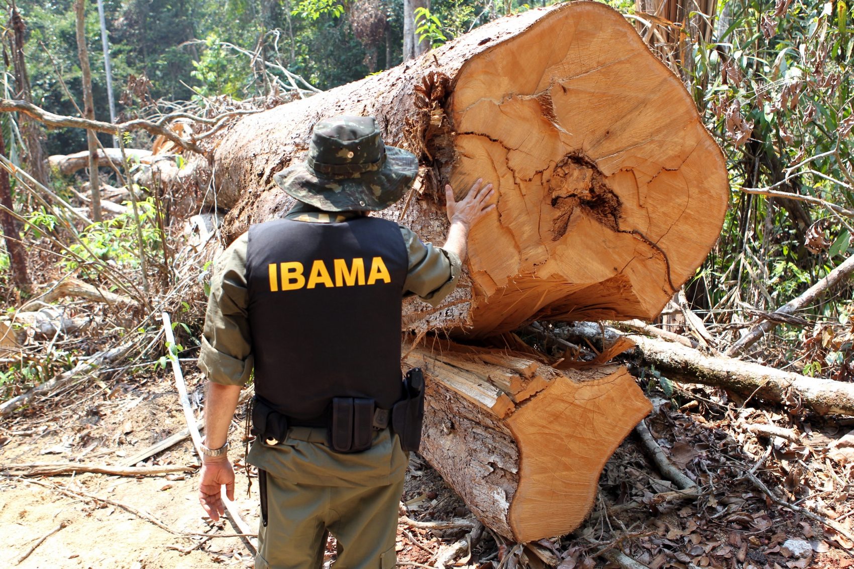 Oficial do Ibama inspeciona árvore cortada no maior esquema de desmatamento ilegal, grilagem de terras e trabalho escravo do país, descoberto pela Operação Rios Voadores