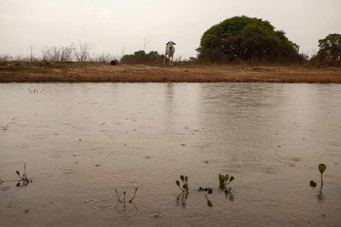 Chuva no Pantanal, em Poconé (MT)