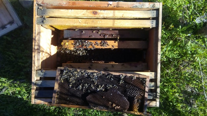 Em 2018, a deriva de venenos das lavouras provocou intoxicação de agricultores dizimou abelhas na propriedade dos Folgerini