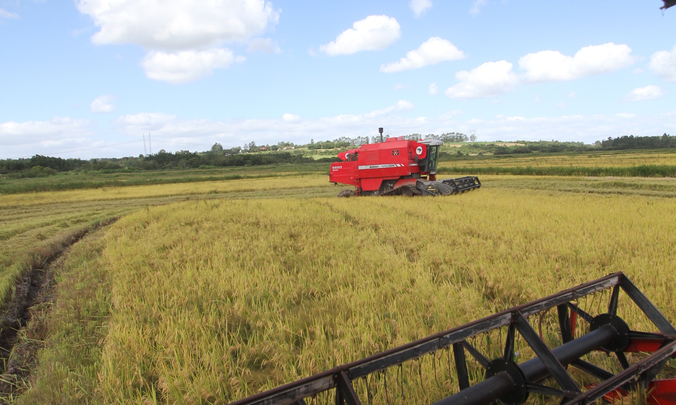 O MST é o maior produtor de arroz orgânico da América Latina há vários anos