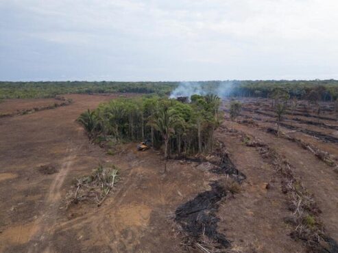 Fevereiro tem 62% de aumento no desmatamento da Amazônia | Foto: Nilmar Lage/Greenpeace