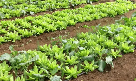 Brasil terá programa nacional para produção de alimentos saudáveis | Foto: Embrapa/ Divulgação