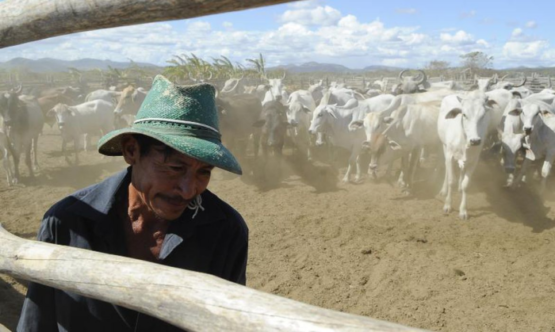 Brasil tem mais gado bovino do que habitantes humanos, diz IBGE | Foto: EBC/Agência Brasil