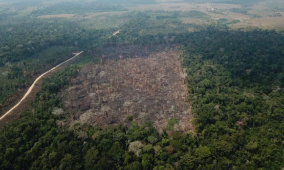 eDepois do novo Código Florestal,  houve aceleração da perda de mata nativa | Foto: Operação Verde BrasilEBC/Agência Brasil